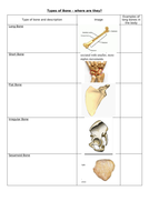 Types of bone worksheet | Teaching Resources