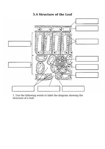 the-structure-of-a-leaf-pass-my-exams-easy-exam-revision-notes-for