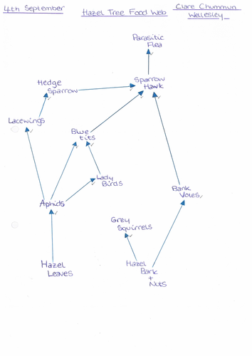 food-chains-food-web-gcse-teaching-resources