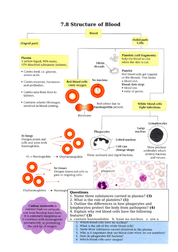 The Structure & Function Of Blood And Blood Cells (GCSE) | Teaching ...