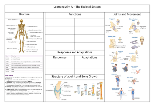 BTEC Sport L3 Unit 1 - Skeletal System