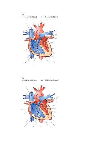 Level 3 BTEC Sport Unit 1 - Cardiovascular System