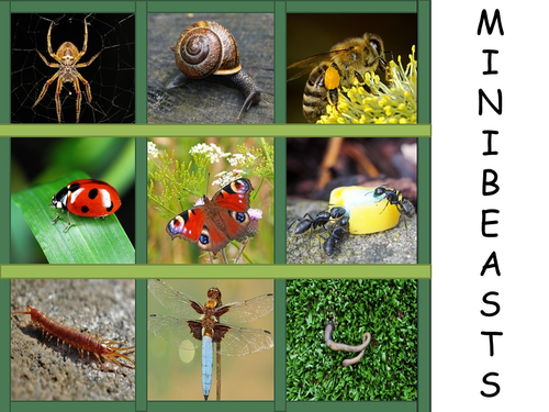 MINIBEAST Poem - K.S.1/E.Y.F.S | Teaching Resources