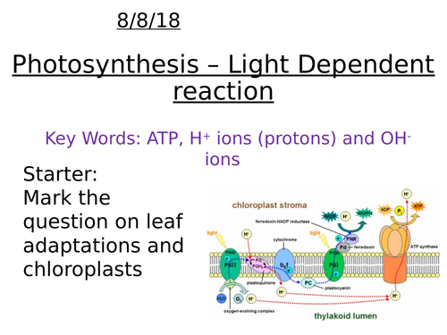 AQA A level Biology - Light reaction photosynthesis | Teaching Resources