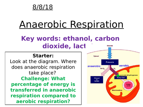 AQA A level Biology - Anaerobic respiration | Teaching Resources