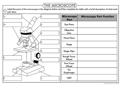 Biology Worksheet: The Microscope | Teaching Resources