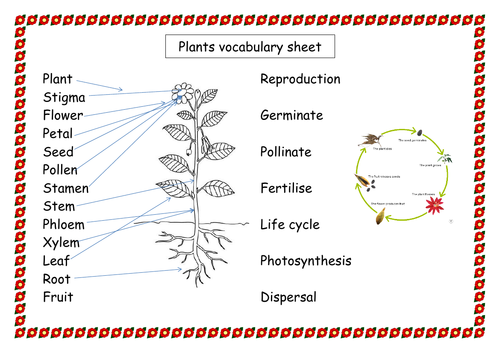 Science plants vocabulary display and word mat