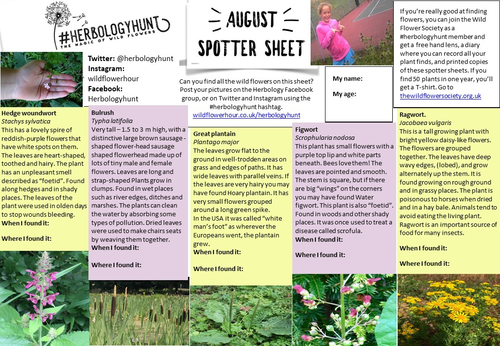 Wildflower ID Spotter sheet for August | Teaching Resources