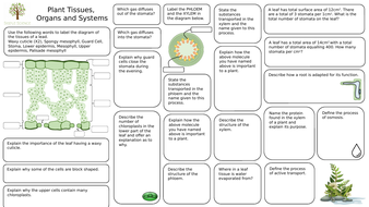 Home Learning Revision - Plant Tissues, Organs and Systems - AQA GCSE ...