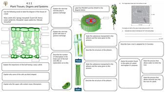 4.2.3 Plant Tissues, Organs and Systems - AQA Science Trilogy (Biology ...