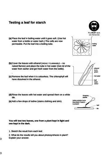 Bioenergetics Lesson 03 - Testing a Leaf for Starch