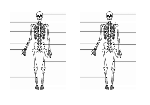 Skeleton (Lesson 4 - Chapter 2) Activate 1 | Teaching Resources