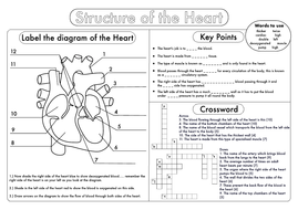 gcse biology heart structure worksheet pack by beckystoke teaching