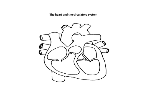 The structure of the HEART | Teaching Resources