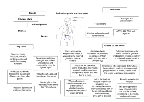 Endocrine system complete lesson | Teaching Resources