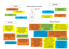 Endocrine system complete lesson | Teaching Resources