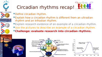 Outline and evaluate infradian rhythms including picture