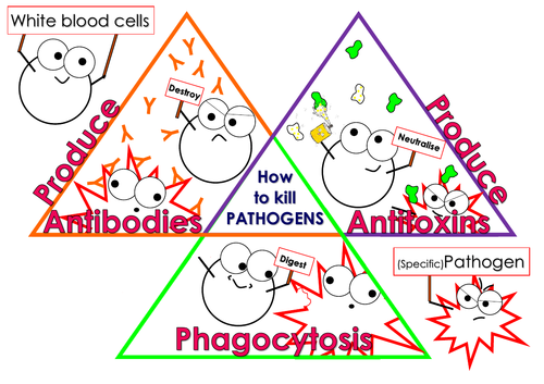 White blood cell function fun poster | Teaching Resources