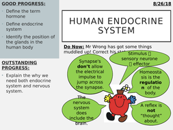 Human Endocrine System | Teaching Resources