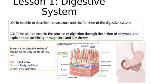 Digestive System Structure and Enzymes Lessons