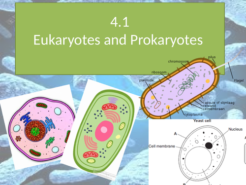 GCSE Biology 4.1 Eukaryotes and Prokaryotes Lessons | Teaching Resources