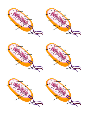 GCSE Biology 4.1 Eukaryotes and Prokaryotes Lessons | Teaching Resources