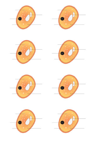 GCSE Biology 4.1 Eukaryotes and Prokaryotes Lessons | Teaching Resources