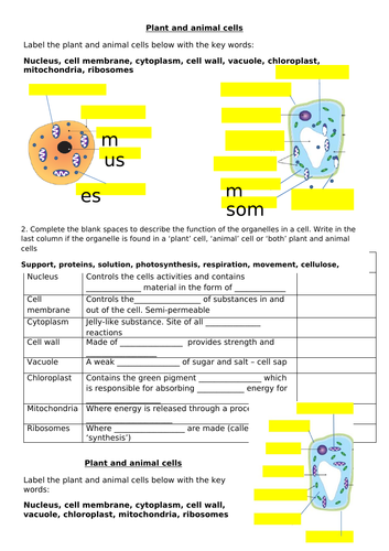 Cells (plant and animal cells) and magnification | Teaching Resources
