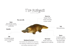 Platypus - Information Text | Teaching Resources