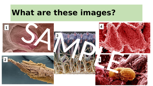 Introduction to microscopes - Year 7/KS3