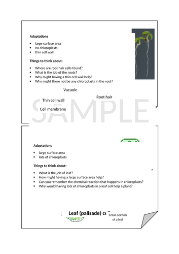 Specialised cells - Year 7/KS3