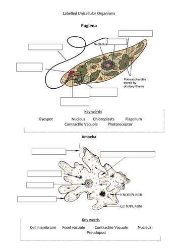 Unicellular Organisms & Topic Summary - Year 7/KS3