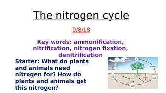 The nitrogen cycle- A level Biology | Teaching Resources