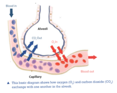 GCSE PE - Gaseous Exchange | Teaching Resources