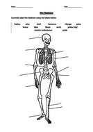 The Skeleton - Year 7/KS3 | Teaching Resources