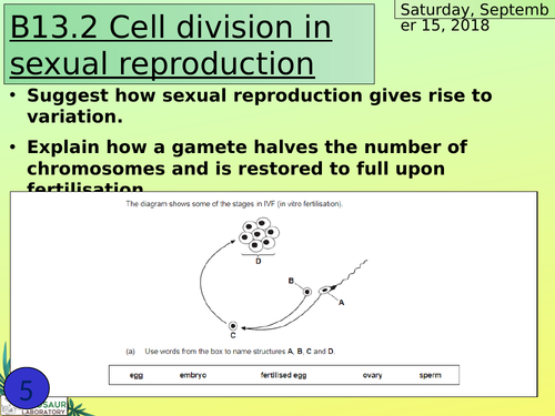 Ks4 B13 2 Cell Division In Sexual Reproduction Teaching Resources