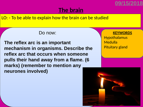 B10.4 The brain (AQA)