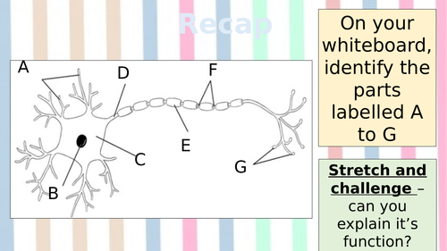 AQA Psycholgoy (9-1) - Neuropsychology - Synaptic transmission observation lesson