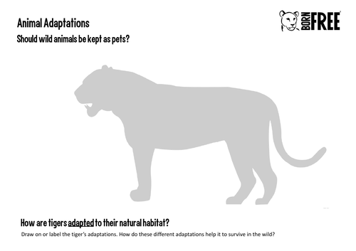 Animal Adaptations - Should Wild Animals Be Kept As Pets? | Teaching