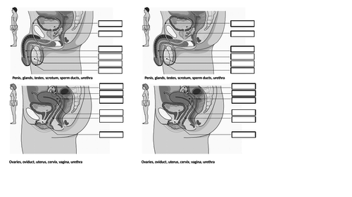 AQA GCSE Biology New Specification - B5 Puberty and the menstrual cycle