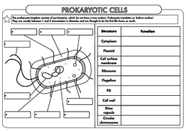 A Level Biology Worksheet: Prokaryotic Cells Teaching Resources