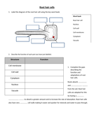 Root Hair Cells Adaptations Teaching Resources