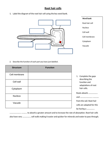 Root Hair Cells Adaptations Teaching Resources