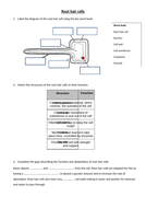 Root Hair Cells Adaptations Teaching Resources