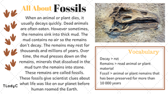 Fossils Fun Facts | Teaching Resources