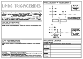 A Level Biology: Lipids (triglycerides) Summary Worksheet | Teaching
