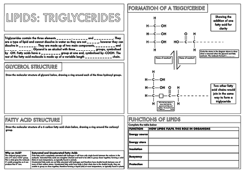 a-level-biology-lipids-triglycerides-summary-worksheet-teaching