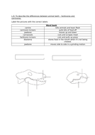 Difference in animal teeth worksheet - herbivores and carnivores