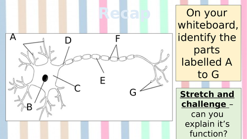 GCSE Psychology (9-1) - Neuropsychology - Hebb's theory of learning