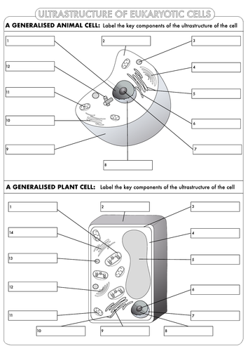 A Level Biology: Cell Ultrastructure Worksheet Pack | Teaching Resources